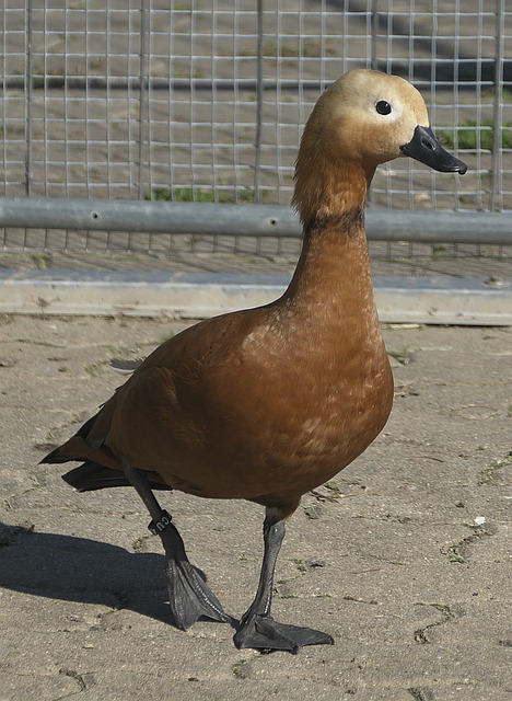 激励